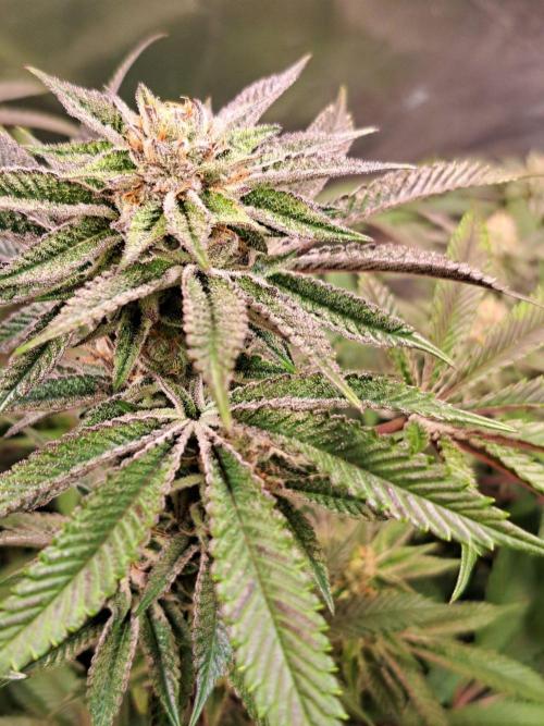Let’s Get Juicy 🍊. Week 14