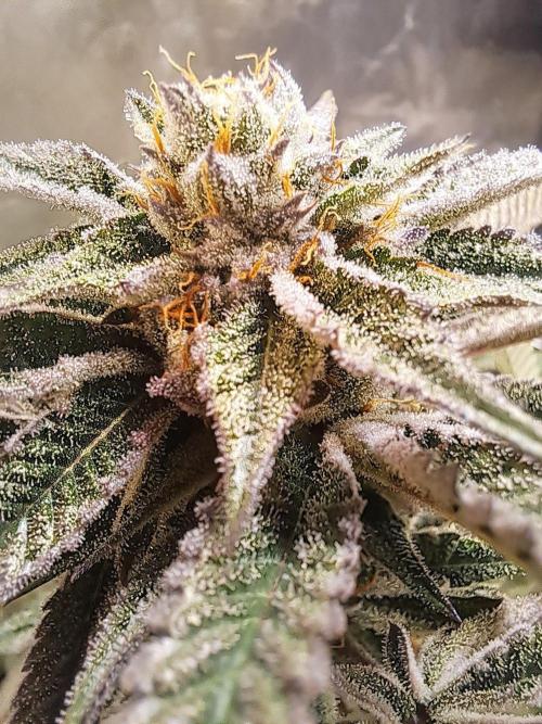 Let’s Get Juicy 🍊. Week 14