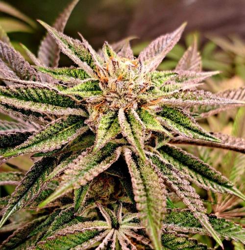 Let’s Get Juicy 🍊. Week 14