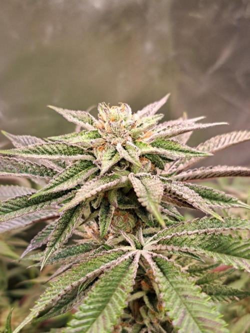 Let’s Get Juicy 🍊. Week 14