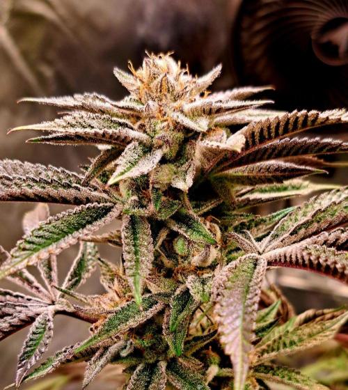 Let’s Get Juicy 🍊. Week 15