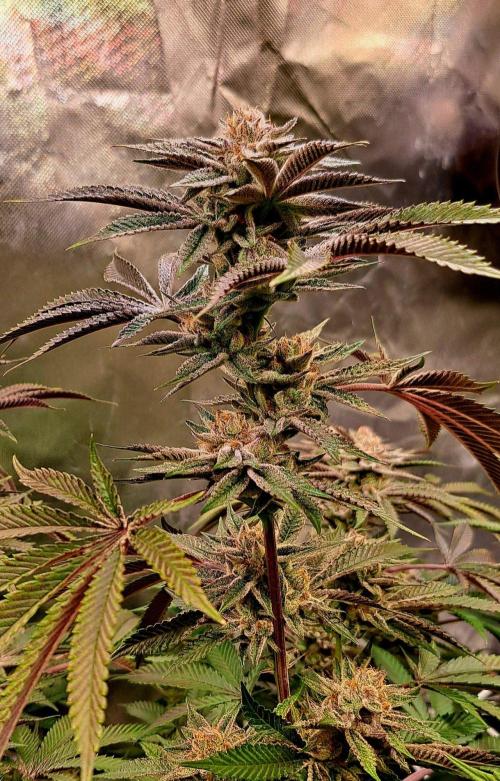 Radical Juice. Week 15