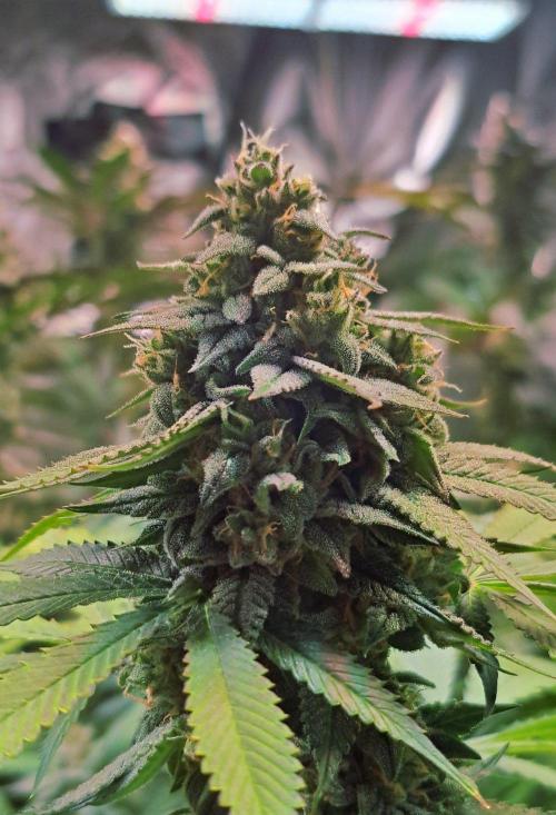 Frosted Guava. Week 14