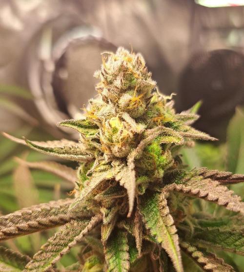 Jungle Lava. Week 15