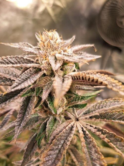 Let’s Get Juicy 🍊. Week 17