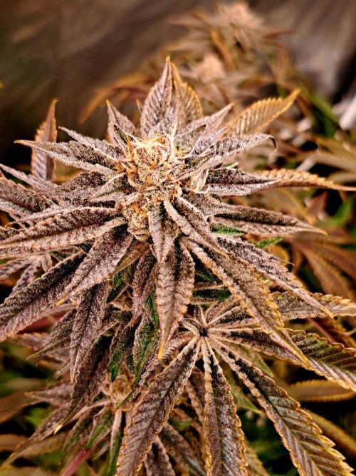Let’s Get Juicy 🍊. Week 17