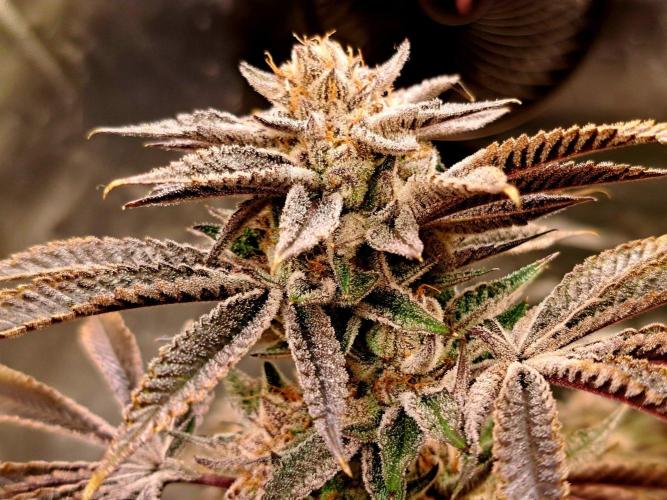 Let’s Get Juicy 🍊. Week 17