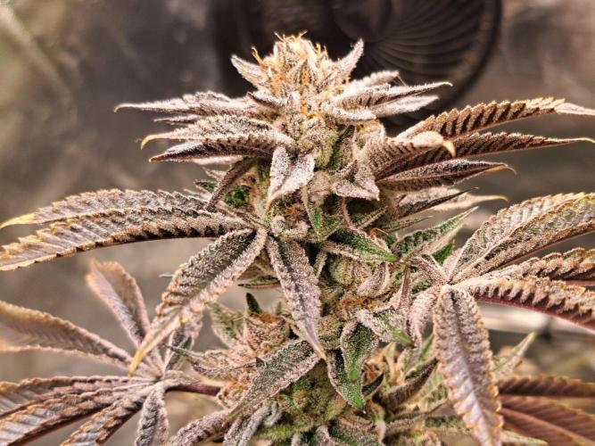 Let’s Get Juicy 🍊. Week 17