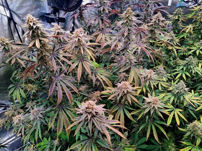 DIP N' STAX RBX1. Week 18