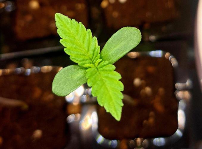 Green Poison - Sweet but Toxic. Week 0