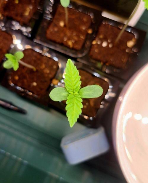 Green Poison - Sweet but Toxic. Week 0