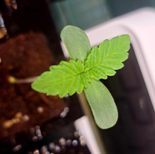 Monkey Grease by Kannabia. Week 0