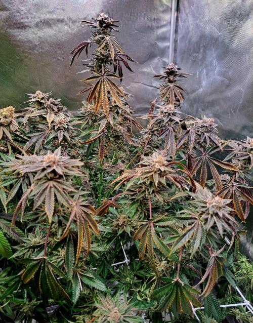 Let’s Get Juicy 🍊. Week 18