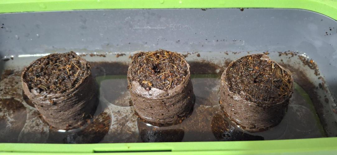 Berry Bomb Basement. Week 0 - Fat Bastard, Cherry Cola RF3, Strawberry Gorilla