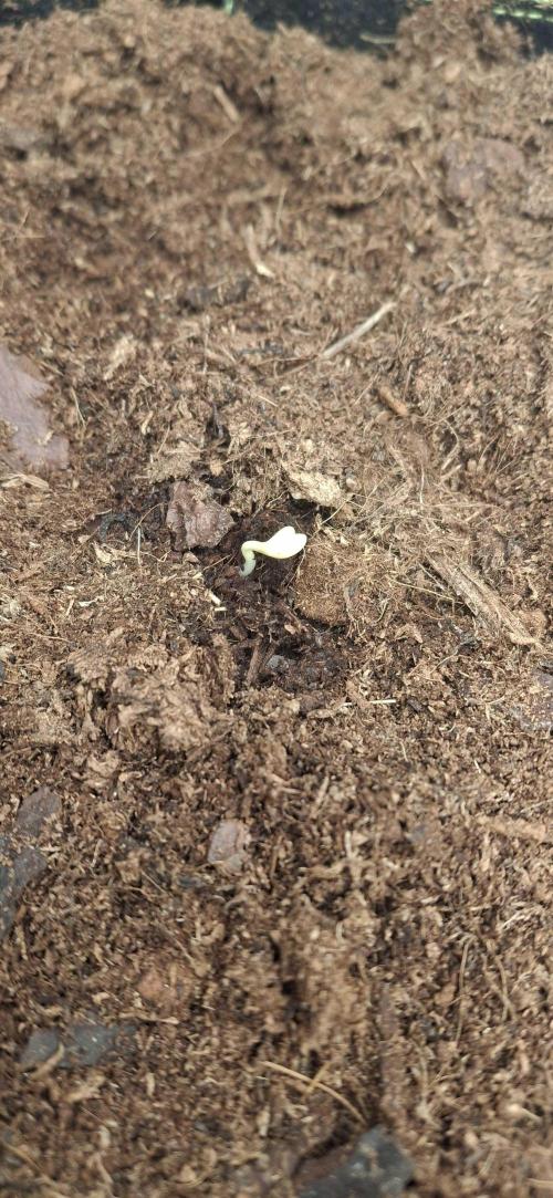 Berry Bomb Basement. Week 0 - After 3 days Cherry Cola RF3 entered the Seedling Phase. 