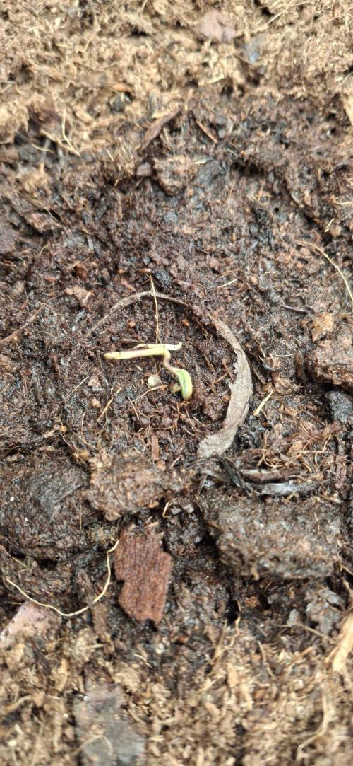 Berry Bomb Basement. Week 0 - Gorilla Cookies from FastBuds It didn't make it. It sprouted very crookedly. No 