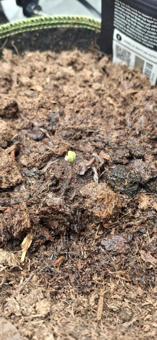 Berry Bomb Basement. Week 1 - Gorilla Cookies