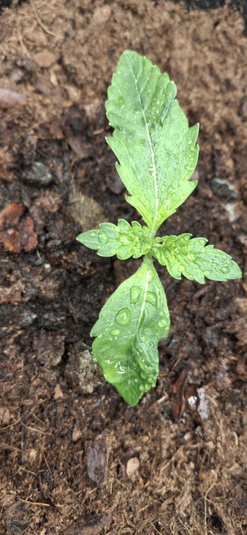 Berry Bomb Basement. Week 1 - Cherry Cola RF3