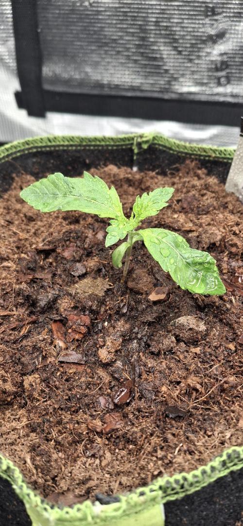 Berry Bomb Basement. Week 1 - Cherry Cola RF3