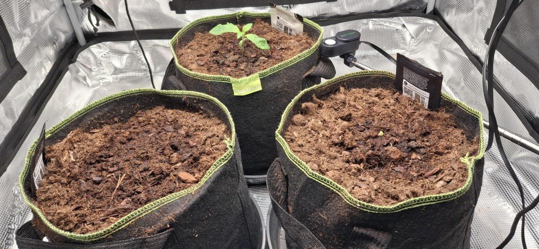 Berry Bomb Basement. Week 1 - Left Strawberry Cookies