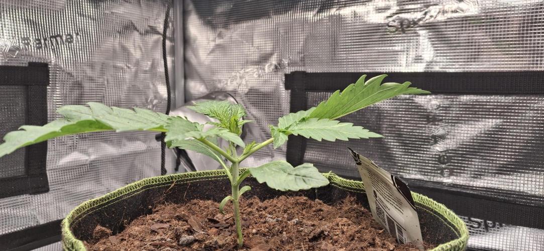 Berry Bomb Basement. Week 2 - Cherry Cola RF3