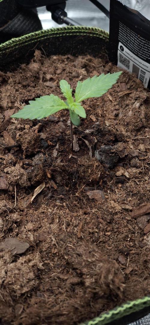 Berry Bomb Basement. Week 2 - Gorilla Z