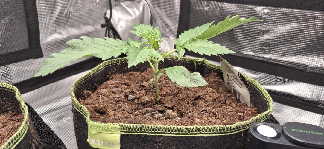 Berry Bomb Basement. Week 2 - Cherry Cola RF3