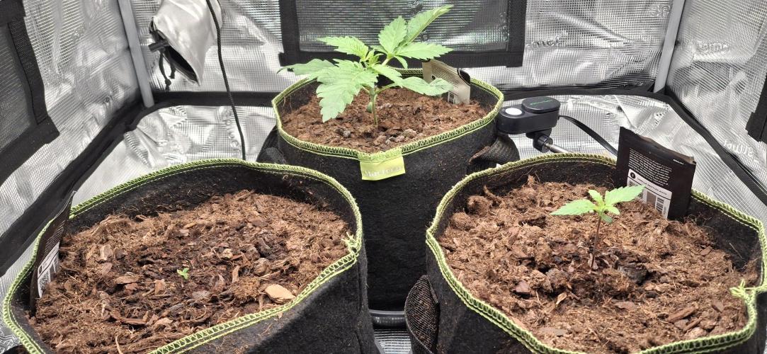 Berry Bomb Basement. Week 2