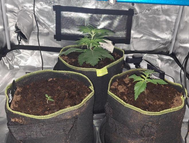 Berry Bomb Basement. Week 3