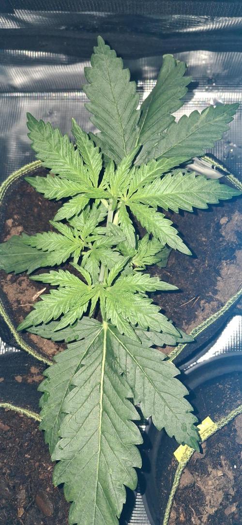 Berry Bomb Basement. Week 3 - Cherry Cola RF3