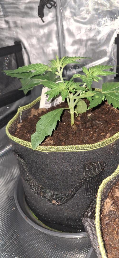 Berry Bomb Basement. Week 3 - Cherry Cola RF3