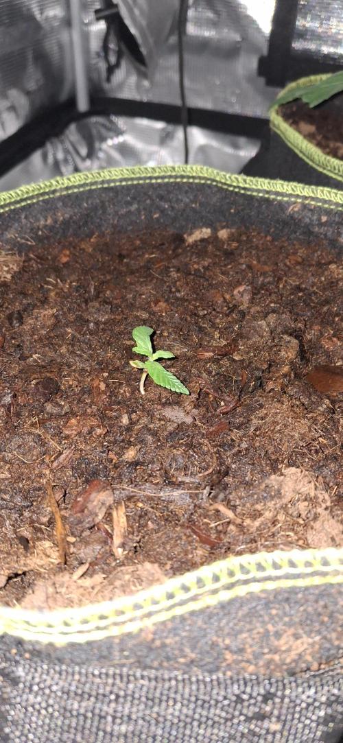 Berry Bomb Basement. Week 3 - Strawberry Gorilla