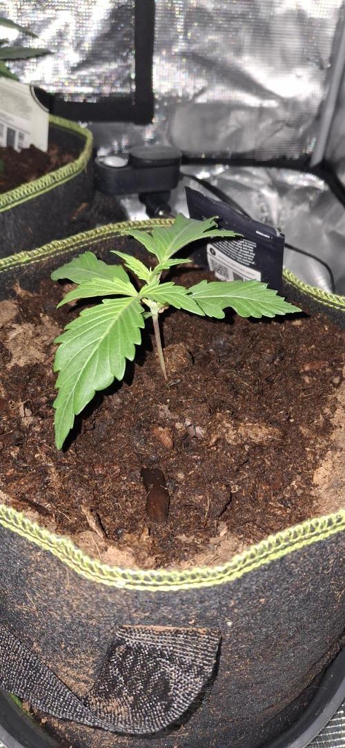 Berry Bomb Basement. Week 3 - Gorilla Z