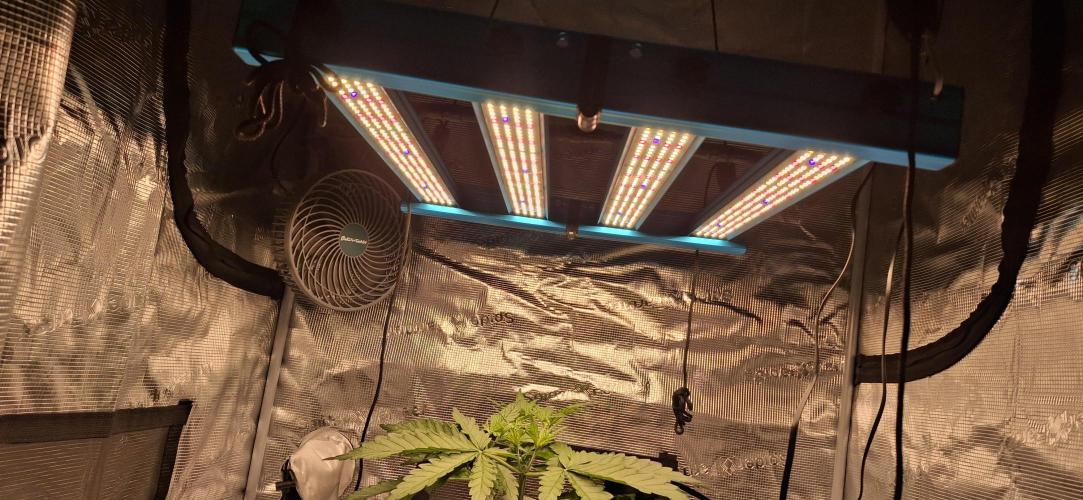 Berry Bomb Basement. Week 4 - My Kingbrite