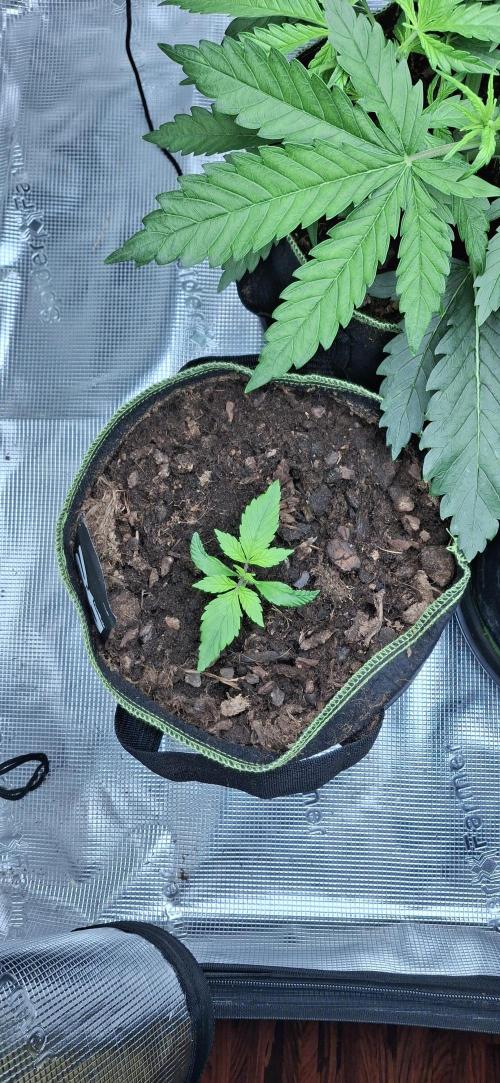 Berry Bomb Basement. Week 4 - Strawberry