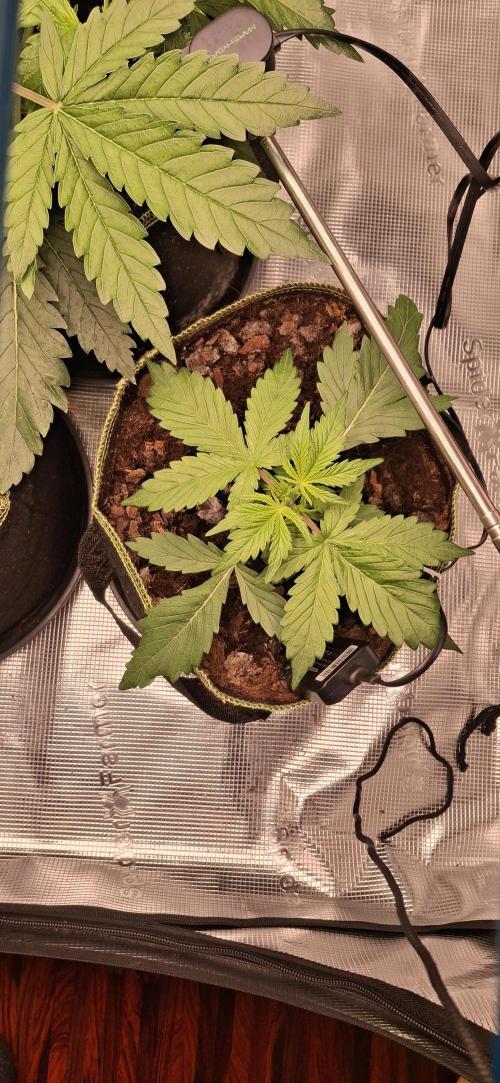 Berry Bomb Basement. Week 4 - Gorilla Z