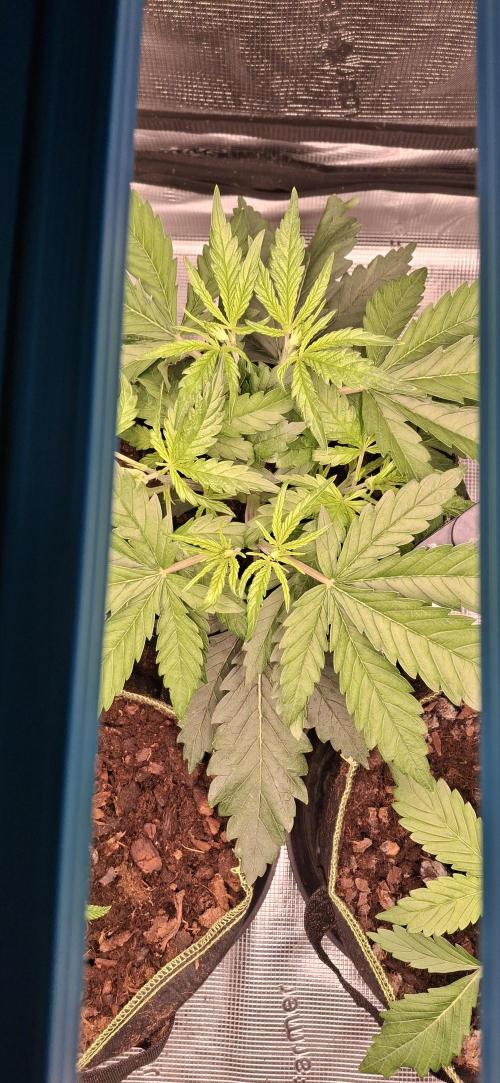 Berry Bomb Basement. Week 4 - Cherry