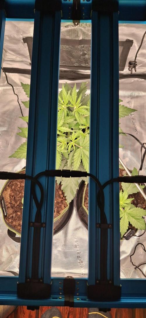 Berry Bomb Basement. Week 4 - Top Down View