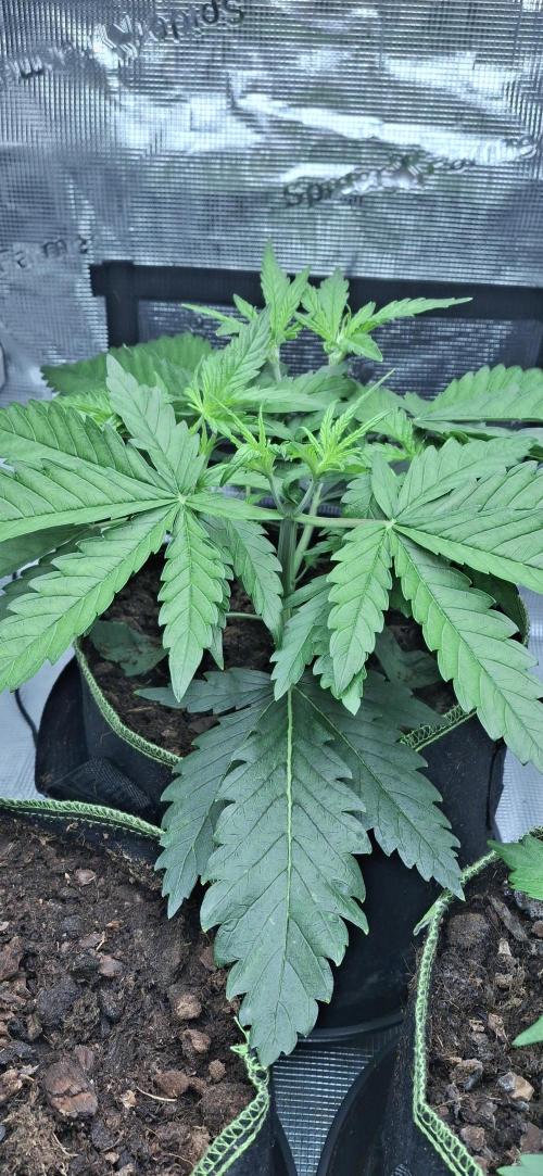 Berry Bomb Basement. Week 4 - Cherry