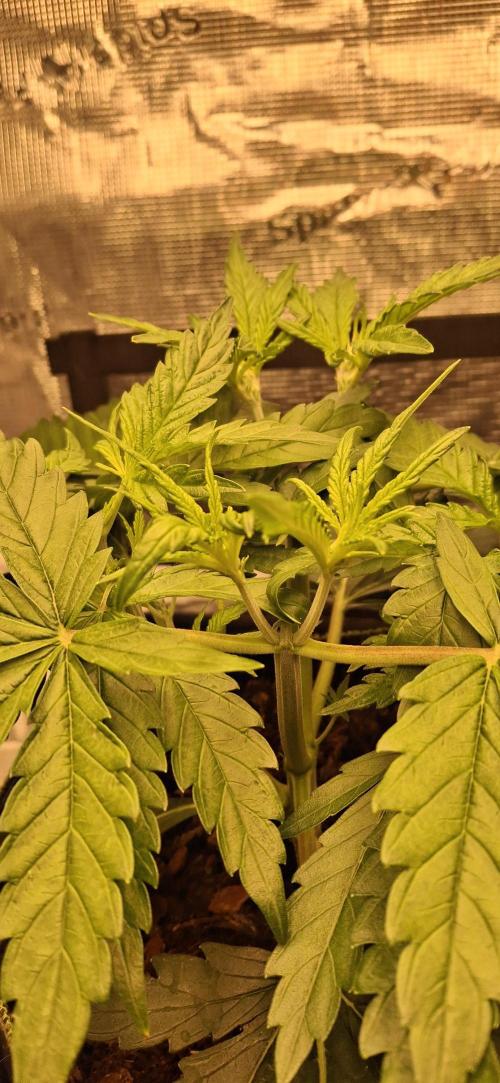 Berry Bomb Basement. Week 4 - Cherry