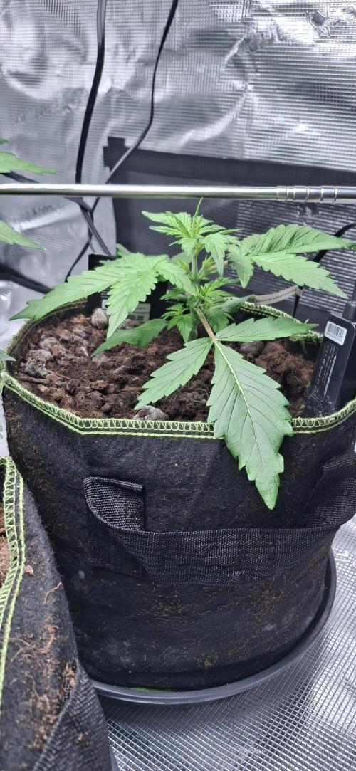 Berry Bomb Basement. Week 4 - Gorilla Z
