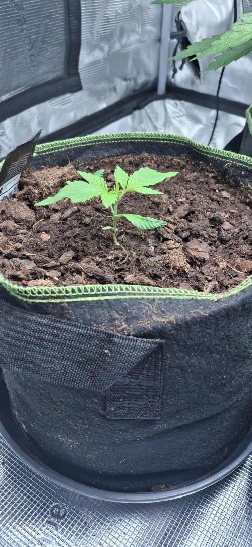 Berry Bomb Basement. Week 4 - Strawberry