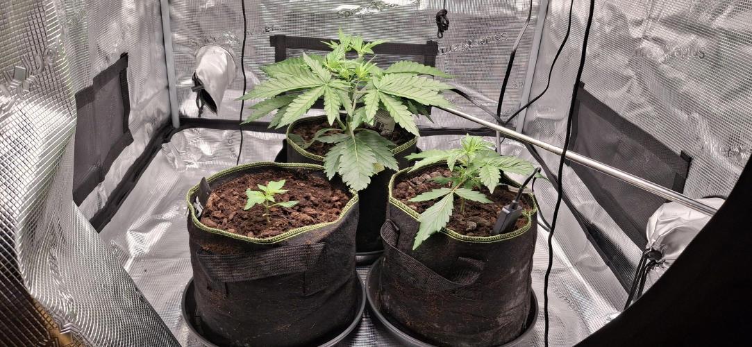 Berry Bomb Basement. Week 4