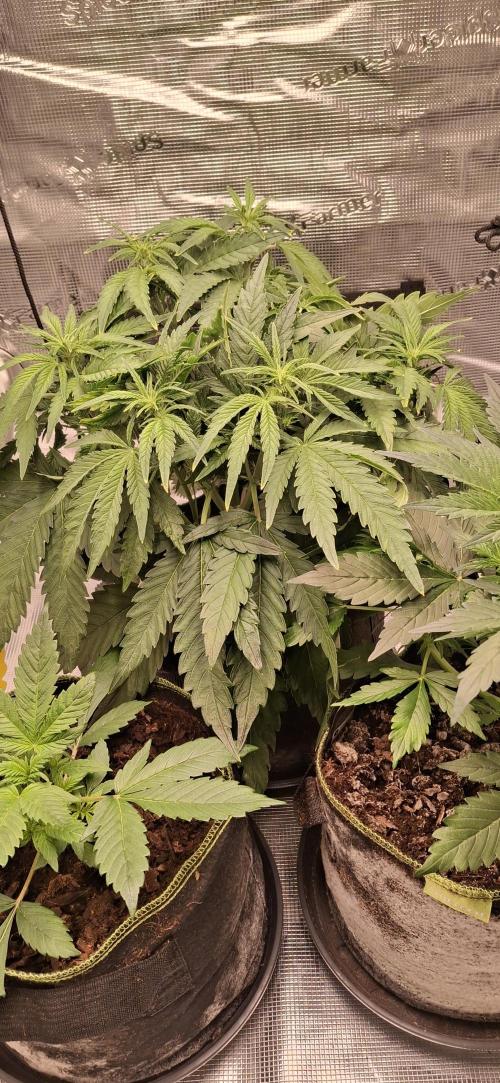 Berry Bomb Basement. Week 5 - Cherry Cola RF3