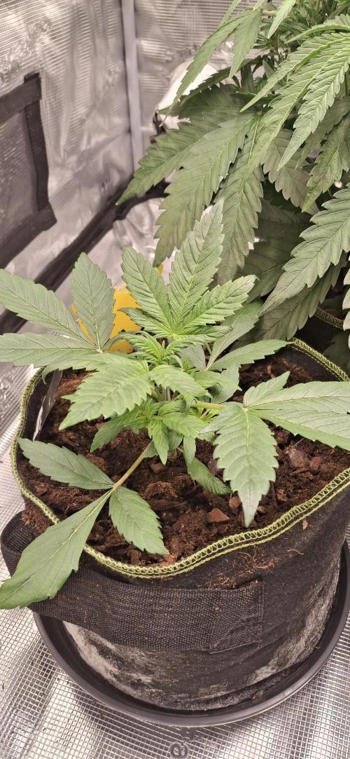 Berry Bomb Basement. Week 5 - Strawberry