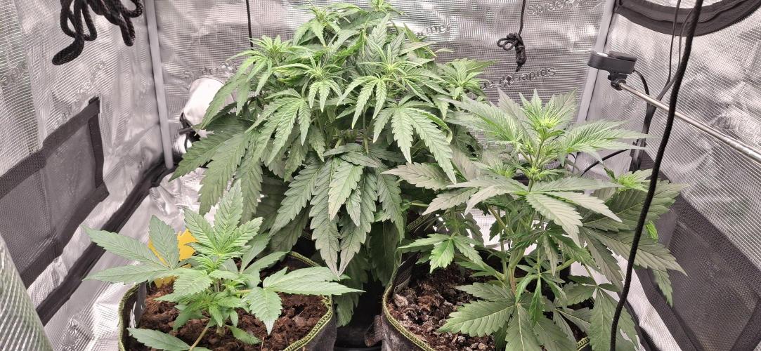 Berry Bomb Basement. Week 5