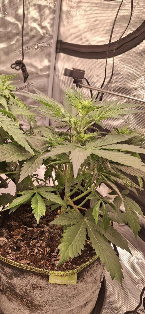 Berry Bomb Basement. Week 5 - Gorilla Z