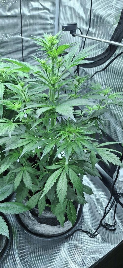 Berry Bomb Basement. Week 6