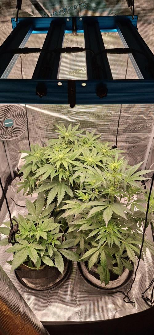 Berry Bomb Basement. Week 6