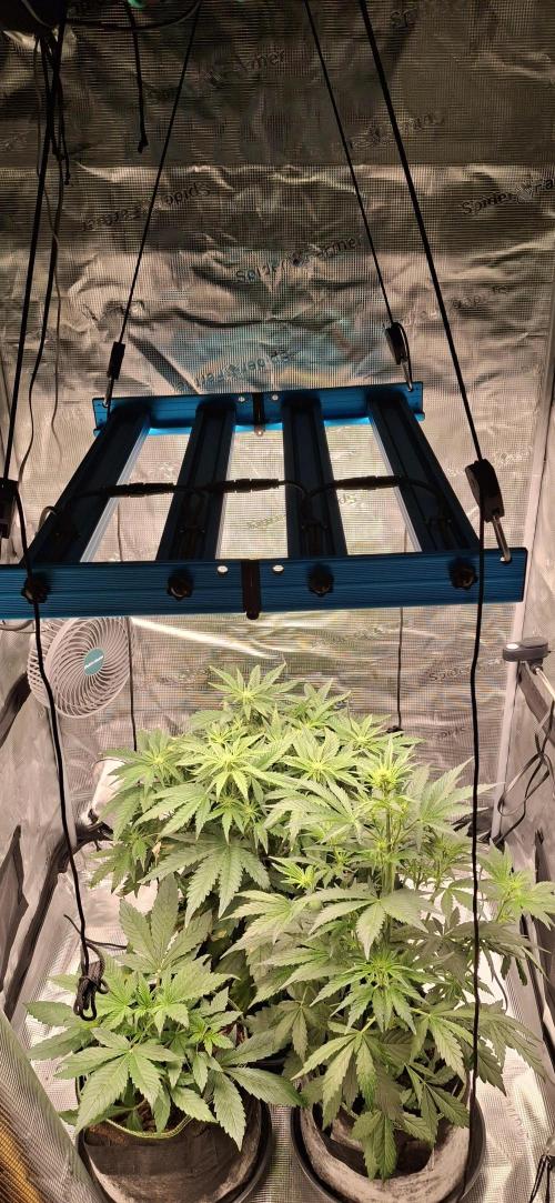 Berry Bomb Basement. Week 6